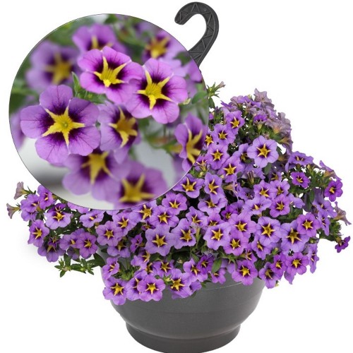 Calibrachoa 'Aloha Classic Tiki Dark Blue' - Puispetuunia 'Aloha Classic Tiki Dark Blue' P9/0,55L